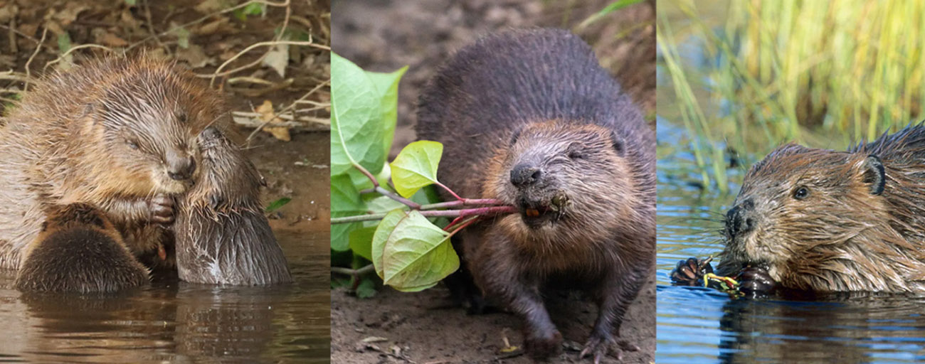 hódleső éjszakai kajak kenu túra